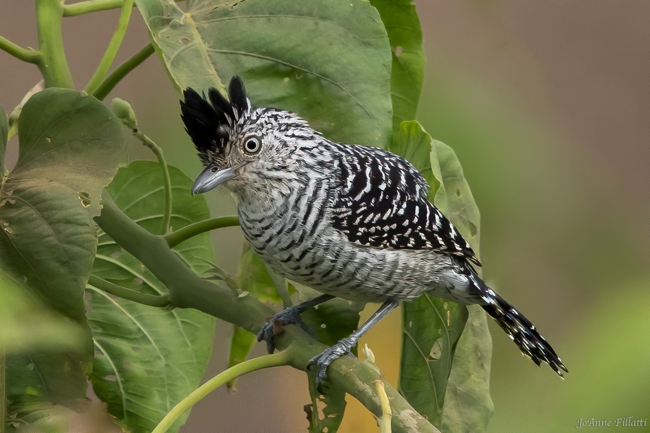 bird of brazil image 23